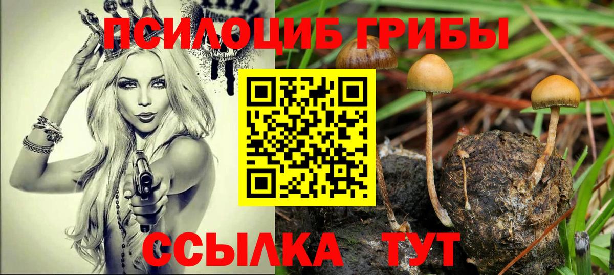 Псилоцибиновые грибы Cubensis  Вход с VPN  Костомукша  Псилоцибиновые грибы Psilocybe 